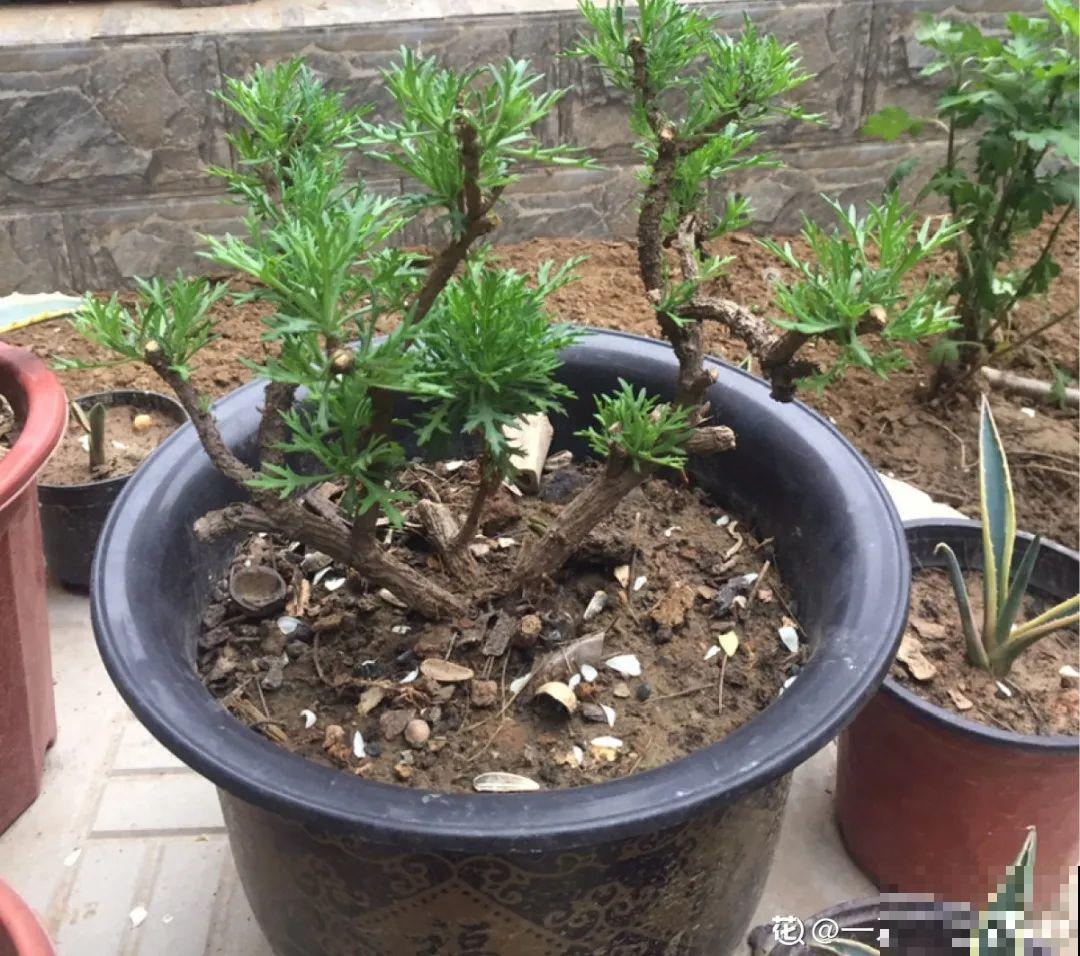 5年的马齿苋，长成“一棵小树”，真头一回见