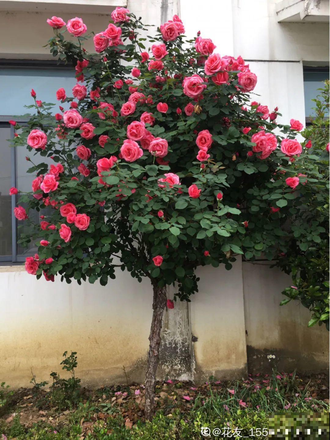 月季剪根枝绑在光杆子上，养成棒棒糖，谁见都喜欢