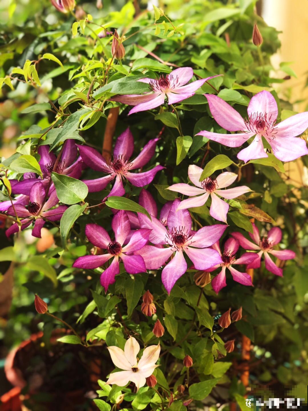 养多肉不用买花盆,只需一些水泥,自己就能DIY做花盆 养多肉不用买花盆,只需一些水泥,自己就能DIY做花盆