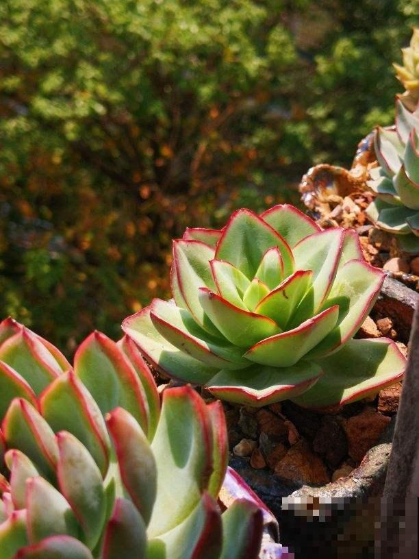 天气热了,植物开始休眠,现在就要少施肥 天气热了,植物开始休眠,现在就要少施肥