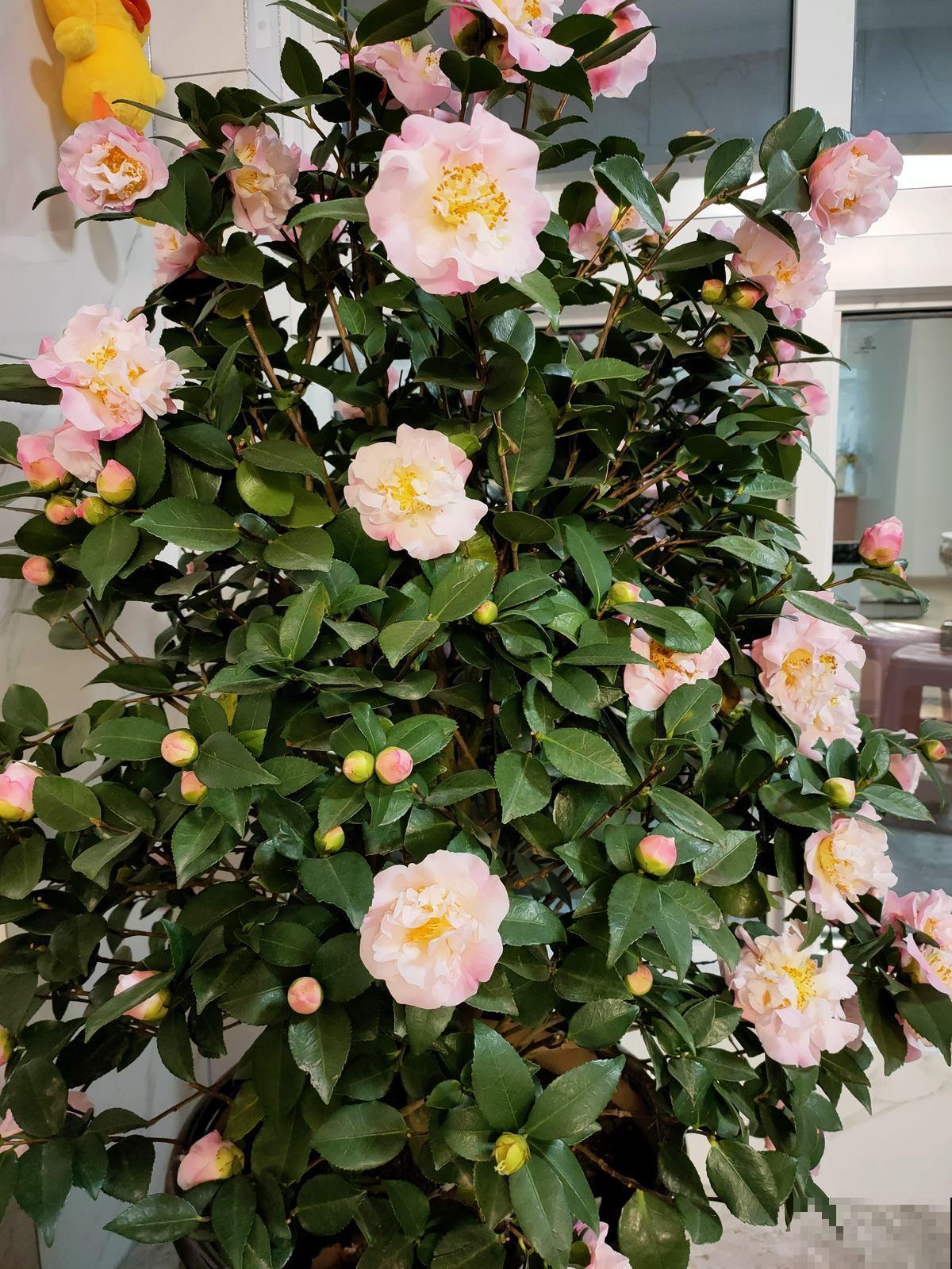 后台关于养花的问题,挑选4位花友解答,大家踊跃留言 后台关于养花的问题,挑选4位花友解答,大家踊跃留言