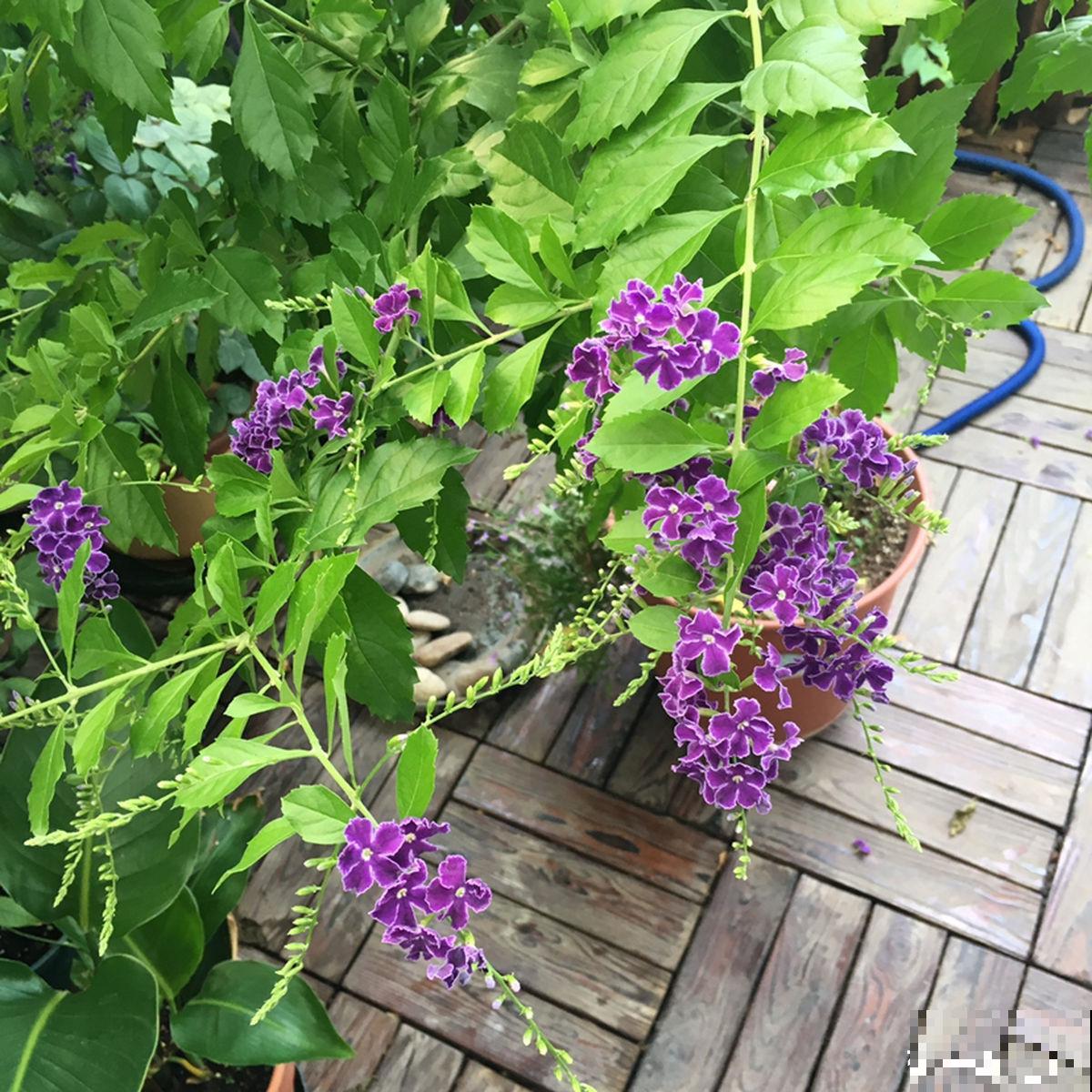 带有巧克力香味的“美人花”,名叫蕾丝金露,皮实好养开花多 带有巧克力香味的“美人花”,名叫蕾丝金露,皮实好养开花多