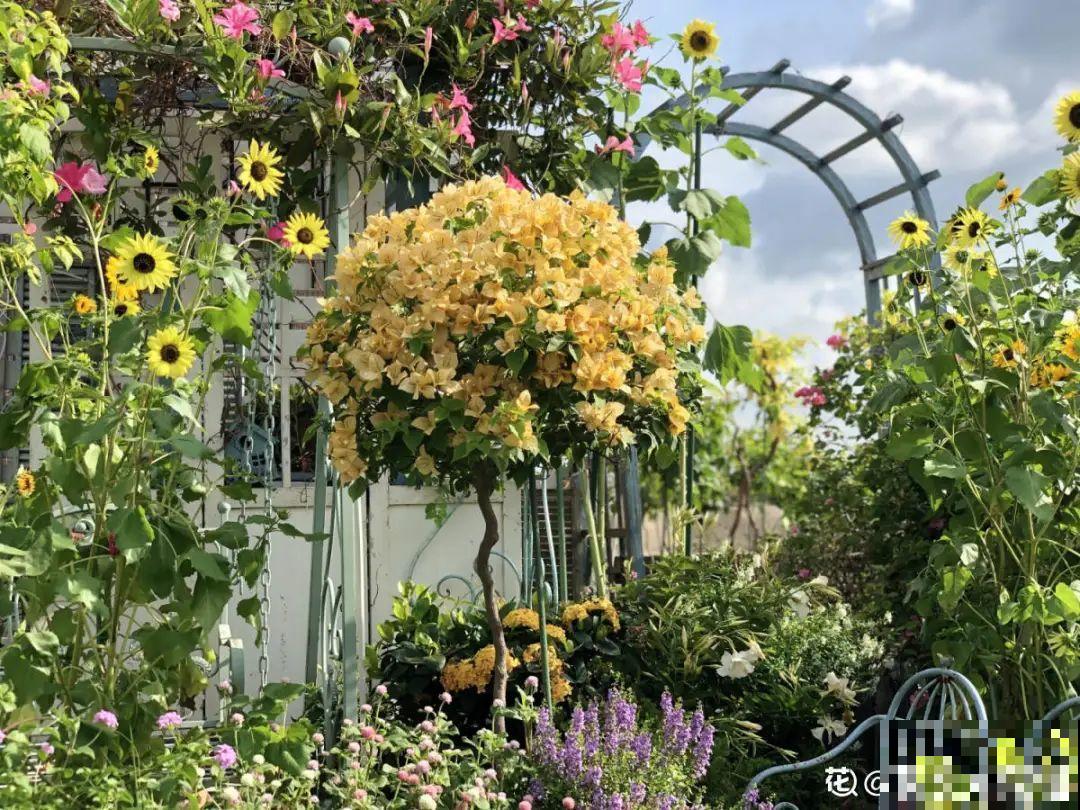 家里养了月季,花后使劲剪,越剪越开花,真省心 家里养了月季,花后使劲剪,越剪越开花,真省心