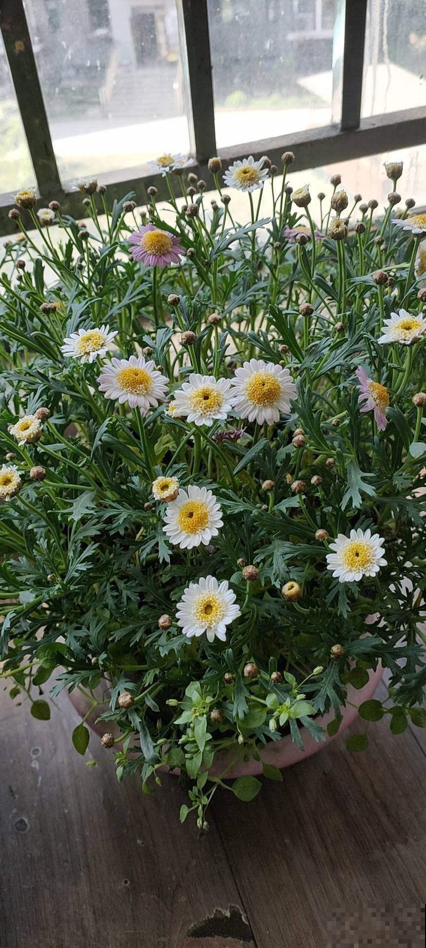 用鲜花“占卜”，每次都能得到你想要的结果，不信来试试！