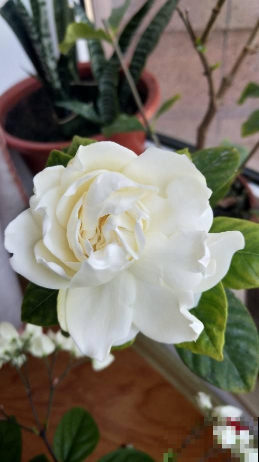 4种花天生“毛病多”,脾气大难伺候,养好几年才能养好! 4种花天生“毛病多”,脾气大难伺候,养好几年才能养好!