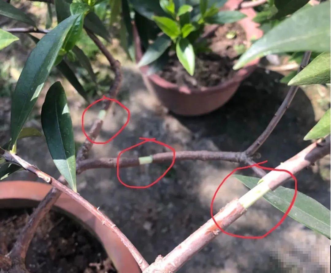 春天最佳繁殖季，扦插播种分株压条，成活率特高