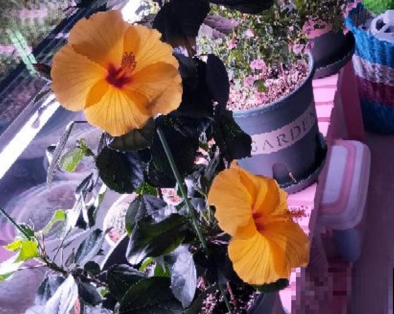 丹麦木槿养一盆，自己也能养成棒棒糖，五颜六色美极了！