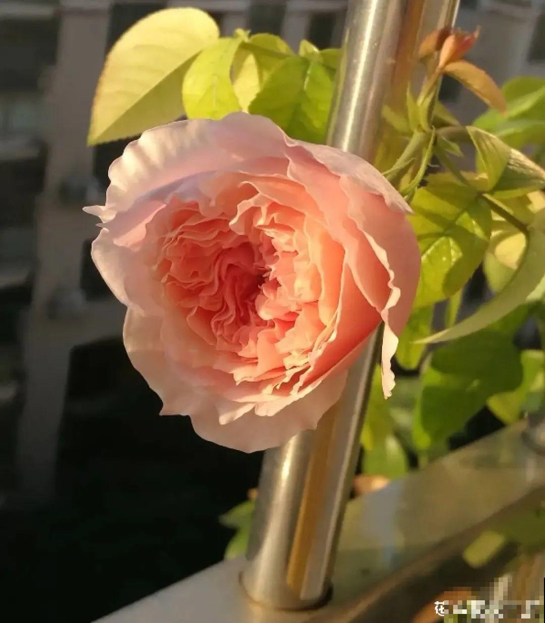 50种月季，各有各的美，哪一种是你的“菜”？