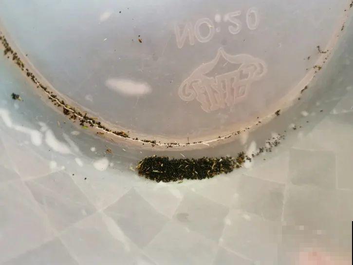 大岩桐特耐阴，每天一两个小时光照，一年开花上百天