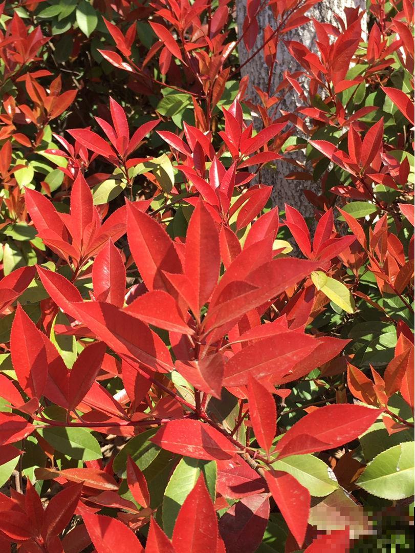 路边的树一开花,简直美翻了,远看像是蓝色的“雾” 路边的树一开花,简直美翻了,远看像是蓝色的“雾”