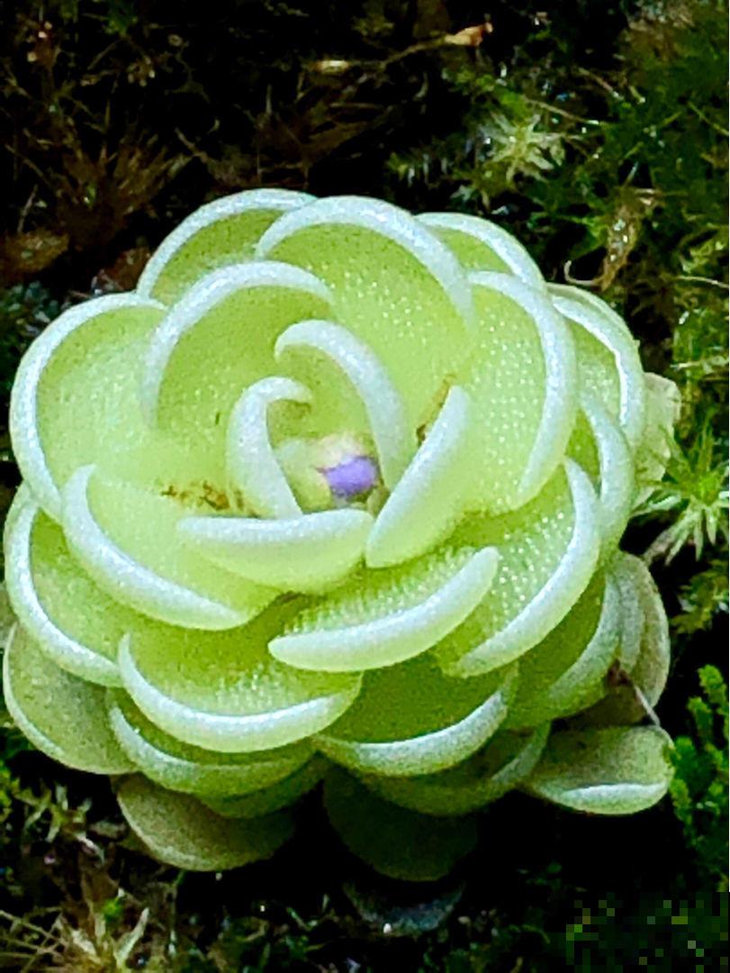 小巧可爱的吃虫草，简单好养，帮你除去蚊虫烦恼！