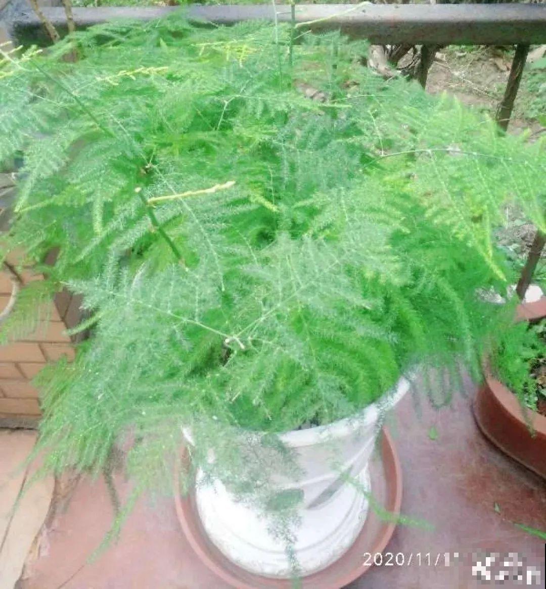 新买的绣球别猛晒，养在阴凉通风处最好，不然叶子全晒焦了