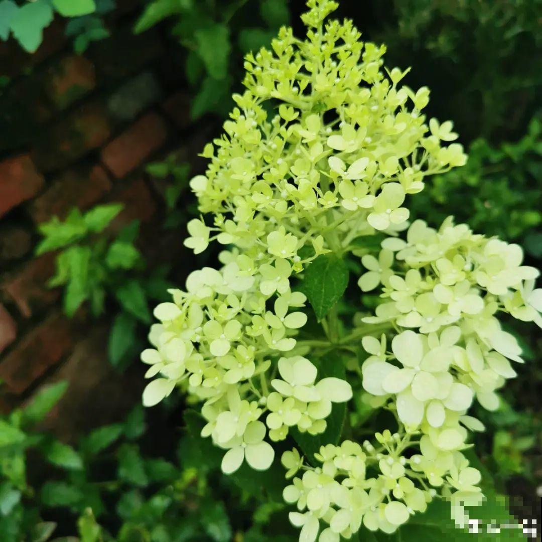 春天养盆绿色花,看着清爽干净,今年一定要养一盆 春天养盆绿色花,看着清爽干净,今年一定要养一盆