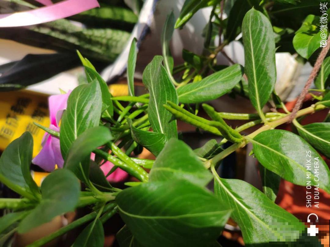 20种花不用买，开完花等20天，爆出好多种子！