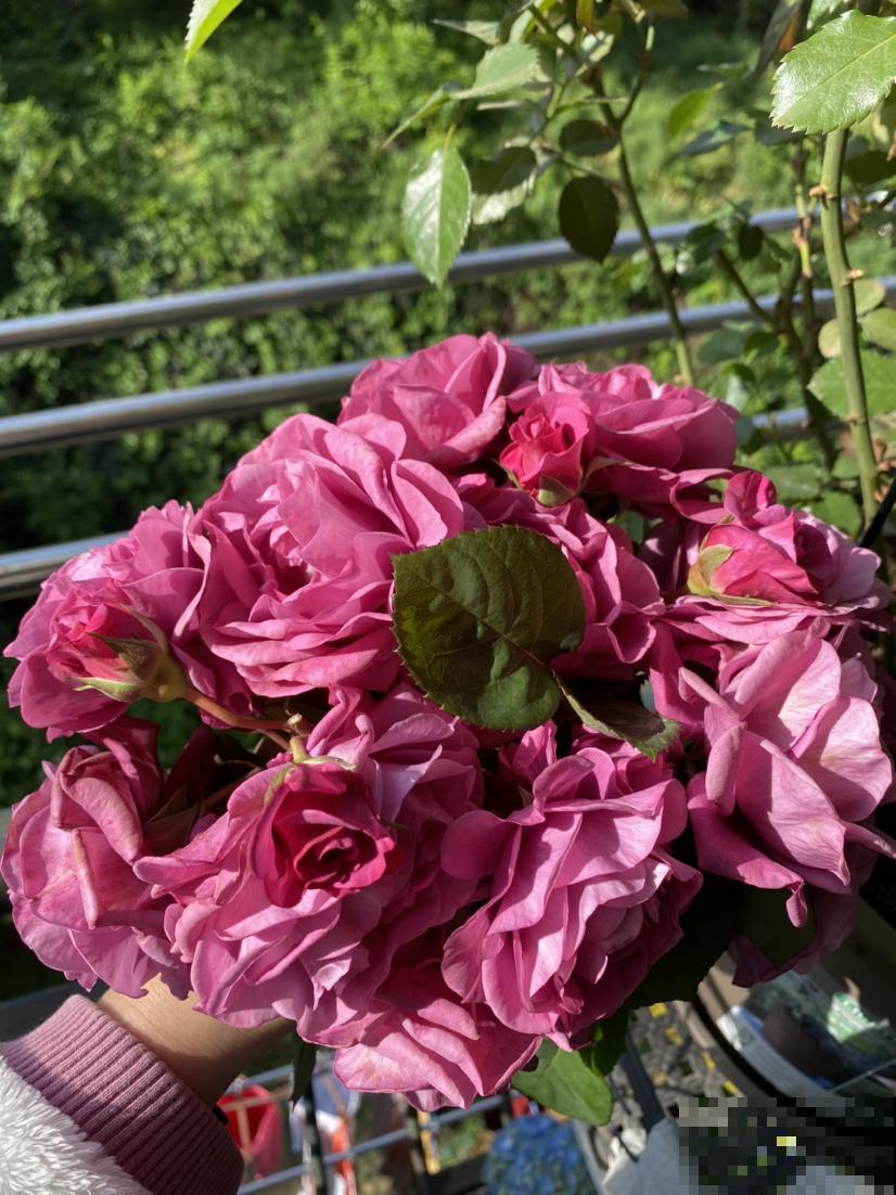 最好的养老方式,就是“沾花惹草”! 最好的养老方式,就是“沾花惹草”!