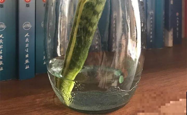 6种花夏天扦插,枝条剁8段、撒土里,3岁小孩都能插活! 6种花夏天扦插,枝条剁8段、撒土里,3岁小孩都能插活!