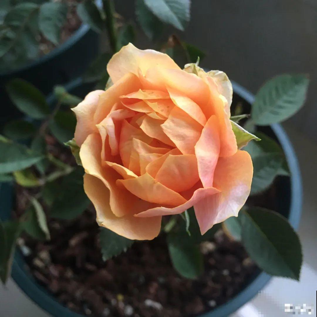 50种月季，各有各的美，哪一种是你的“菜”？