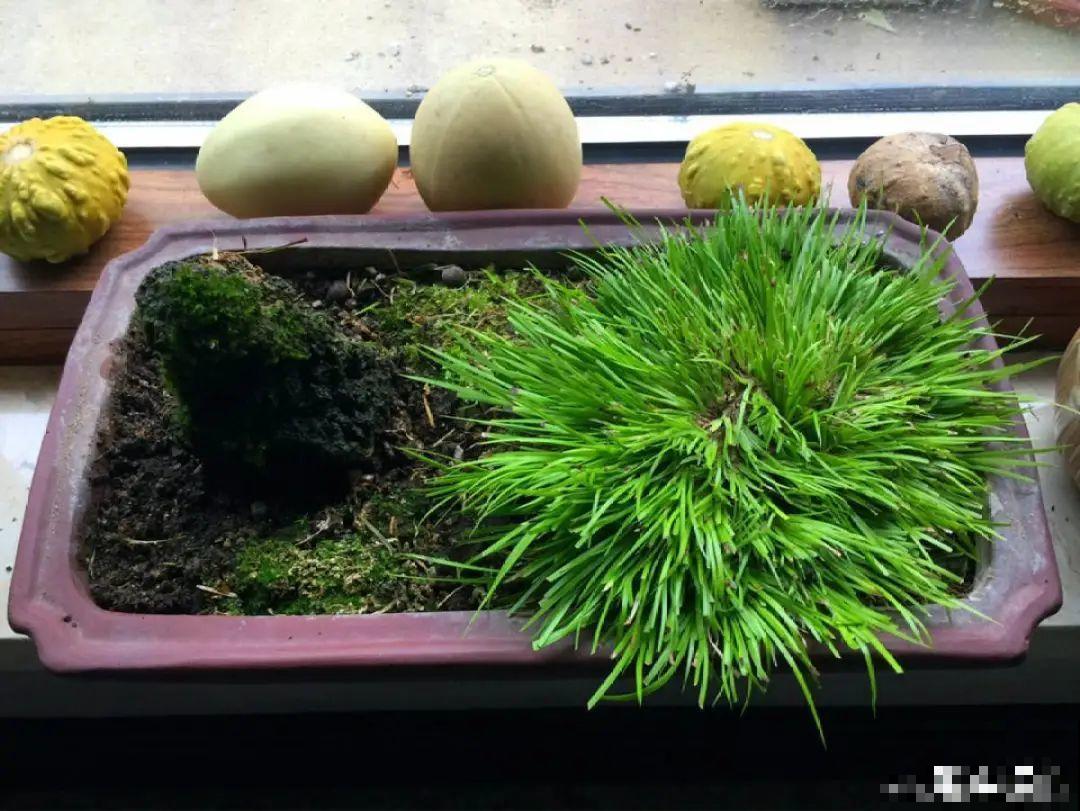 超好看的小野花，春天野外一大片，挖几棵回家还能泡茶