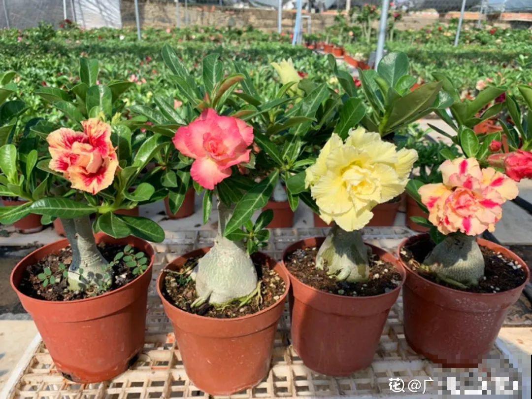 晒不死、热不死的花,越晒花越多,越热长越快 晒不死、热不死的花,越晒花越多,越热长越快