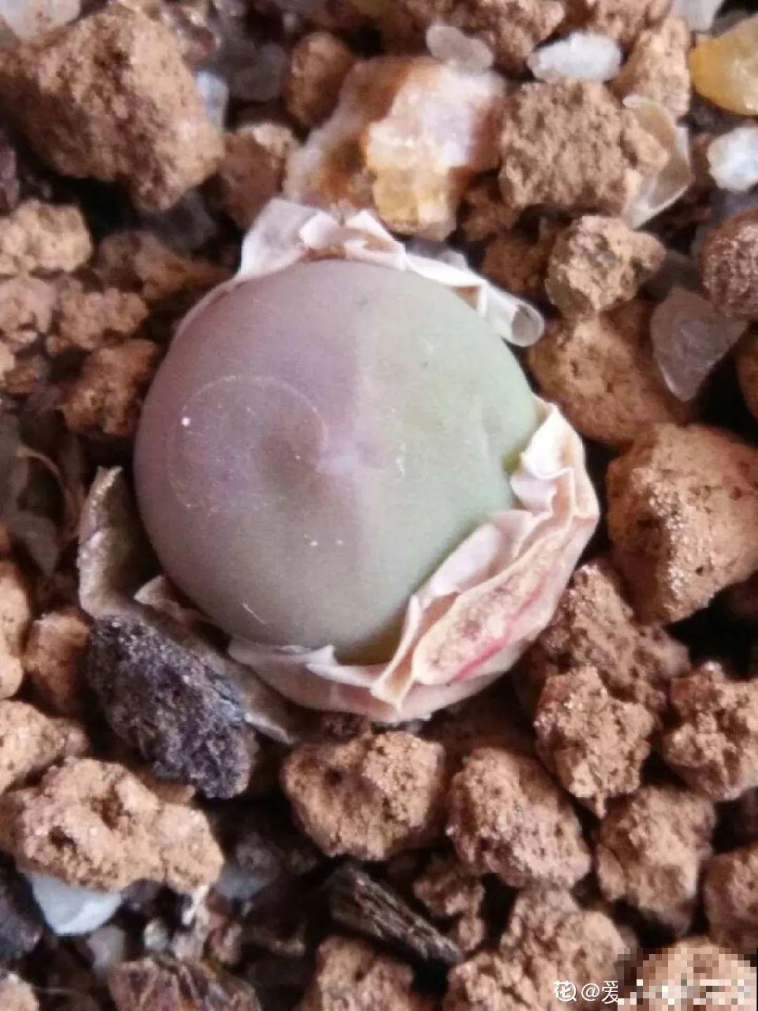 养多肉的人里，有一群“屁股花”爱好者，养的多肉超可爱