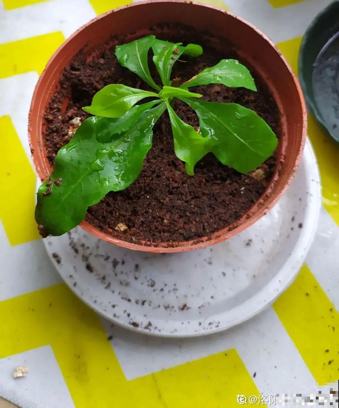 11种常见花，现在扦插，成活率特高