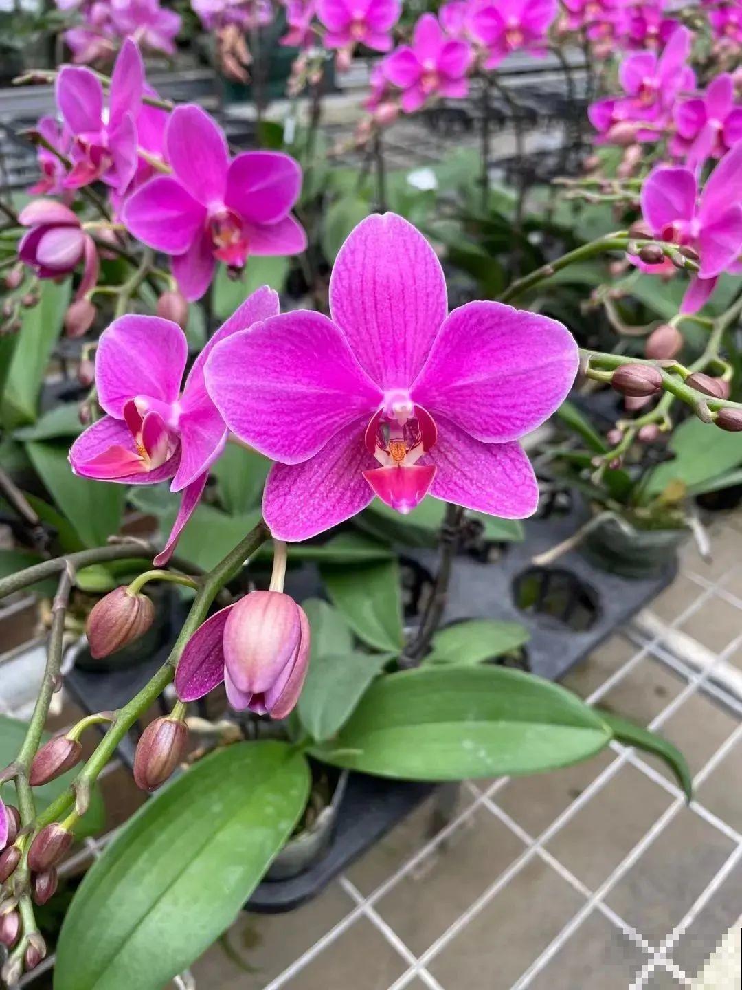 花市上的蝴蝶兰，长得像假花，谁见了都要摸一下！