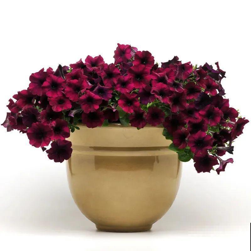 夏天修剪要下狠手,剪得越狠越爆盆,多晒长成大花球 夏天修剪要下狠手,剪得越狠越爆盆,多晒长成大花球