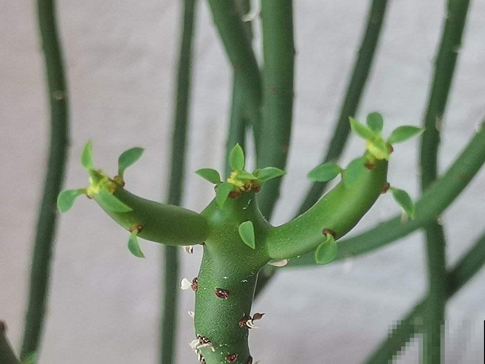 家里养了盆“光棍树”，茎秆翠绿纤细，精致得像艺术品