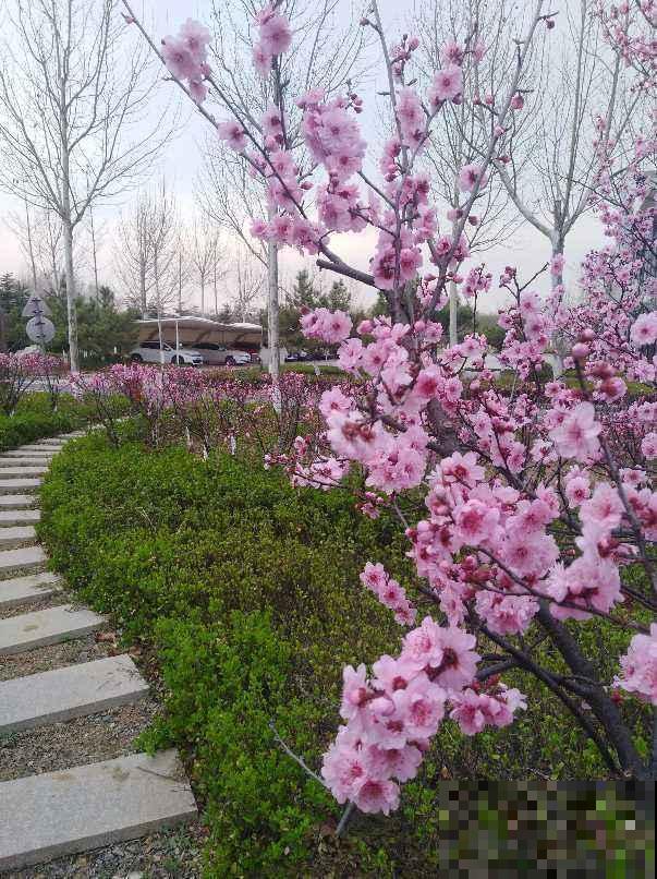 这些花印在人民币上，看看哪朵最有钱，家里赶紧养几盆！