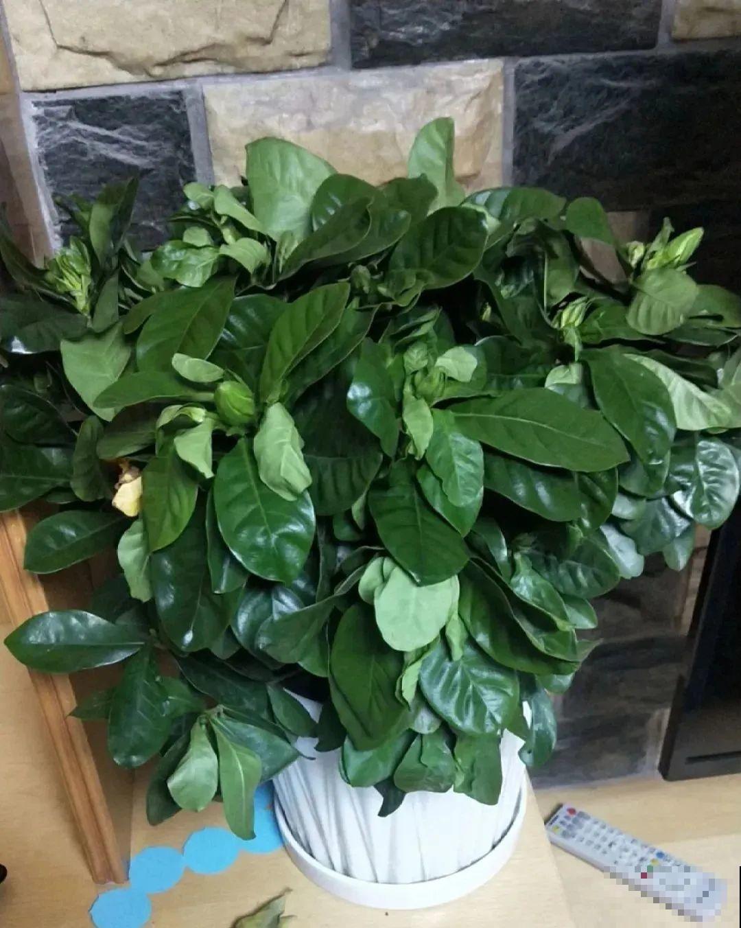 栀子花是个老酒鬼，给它喝点酒，叶子油亮开花更香