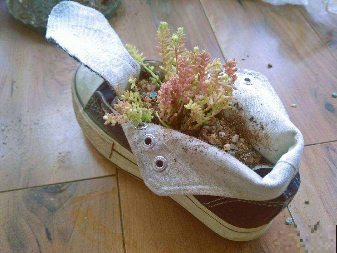 家里的旧物件别丢，拿来养花，能省不少养花钱