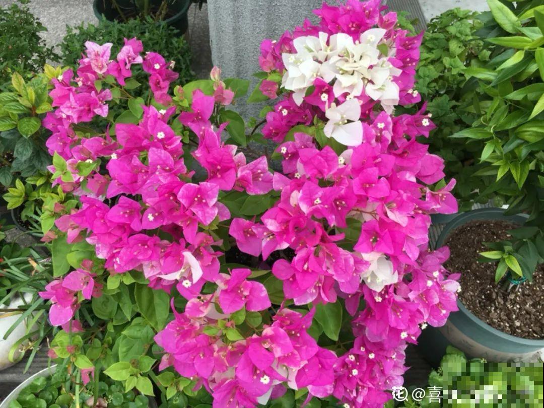 5月出门,收下这份百花图谱,啥花都能叫上名! 5月出门,收下这份百花图谱,啥花都能叫上名!