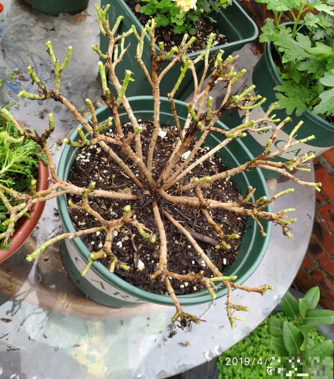 5年的马齿苋，长成“一棵小树”，真头一回见