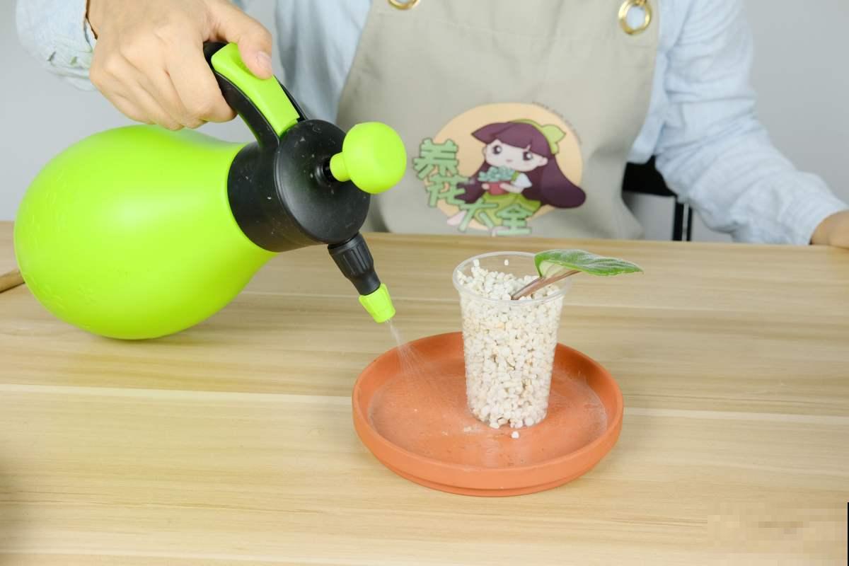 纸巾也有妙用,用来扦插,枝条迅速生根! 纸巾也有妙用,用来扦插,枝条迅速生根!