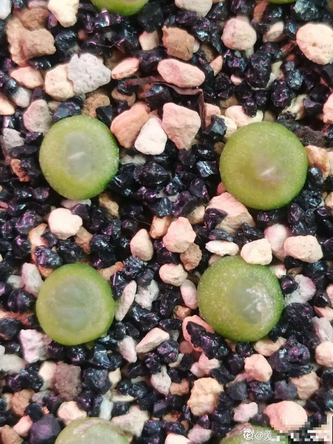 养多肉的人里，有一群“屁股花”爱好者，养的多肉超可爱