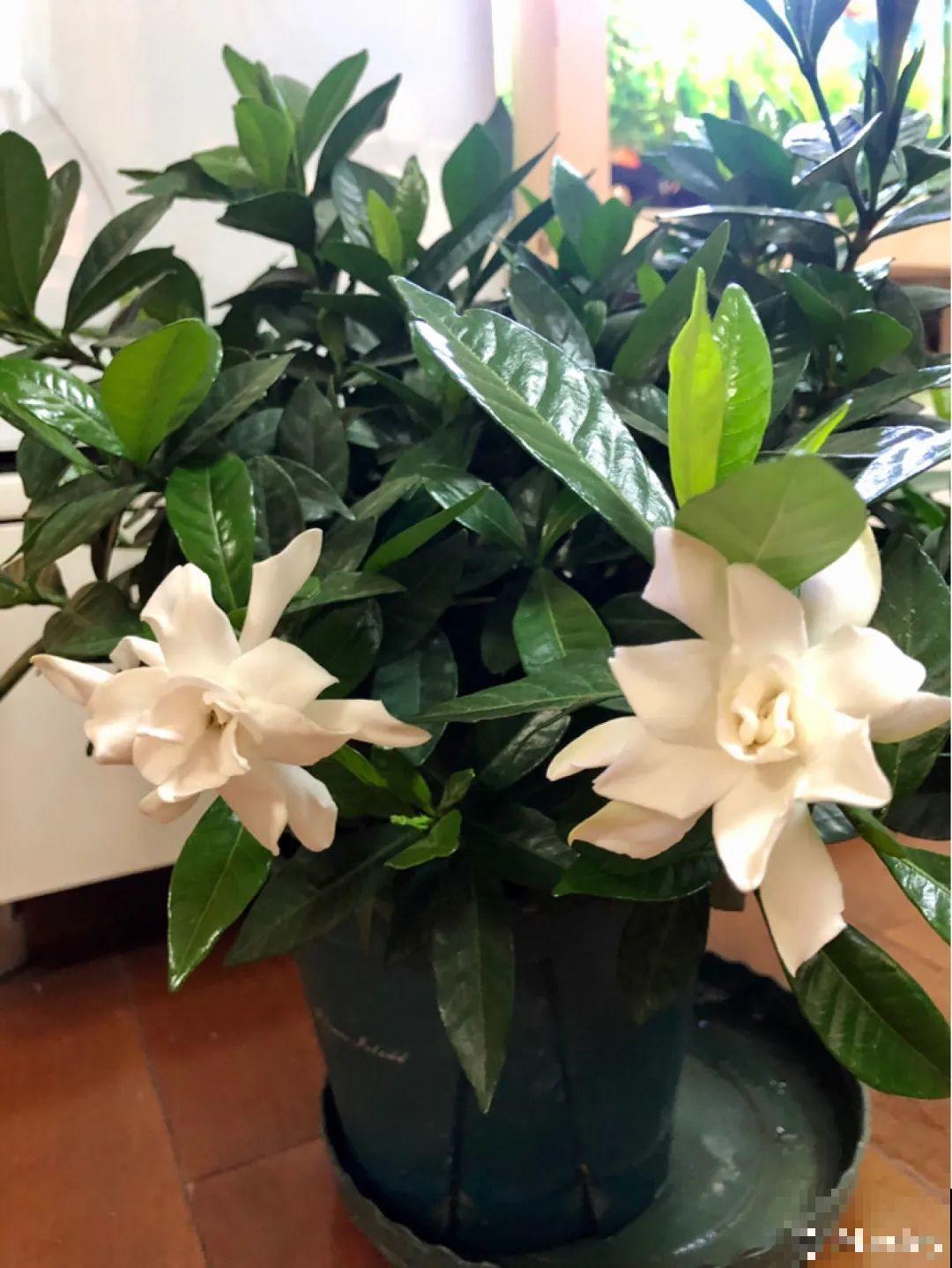 家里养盆香水花,满屋子飘香,还能净化空气 家里养盆香水花,满屋子飘香,还能净化空气