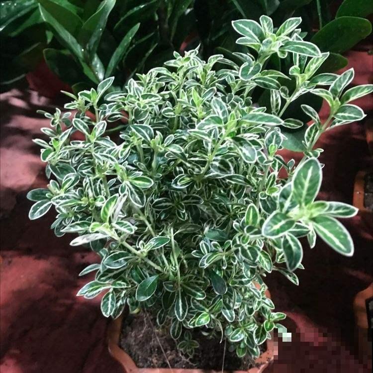 这5种小巧绿植，适合放桌头，迷你又养眼！