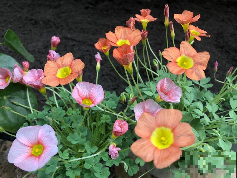 北方的楼房里养花，要选对品种，照样养得旺