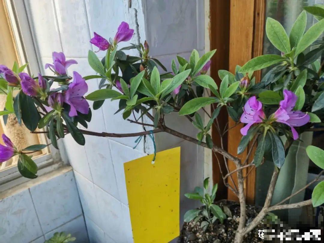 升温后，5种花别乱晒，一晒就叶子就黄了