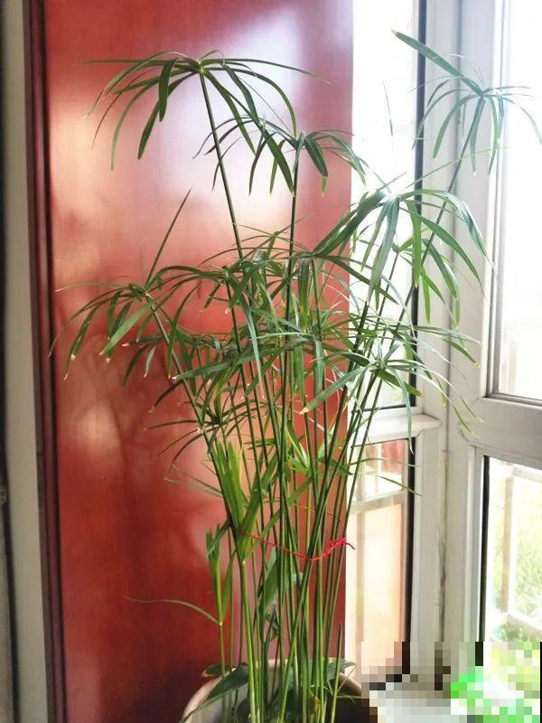 10种花夏天喝水多,多浇水,很快爆满一大缸 10种花夏天喝水多,多浇水,很快爆满一大缸