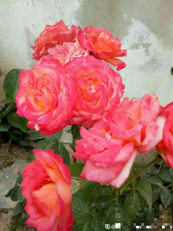 7种“美人爬藤花”,开花超美,颜色也好看 7种“美人爬藤花”,开花超美,颜色也好看