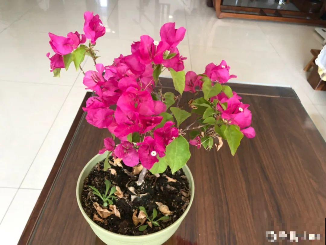 3月份养花,别急着搬出屋外,花容易死翘翘 3月份养花,别急着搬出屋外,花容易死翘翘