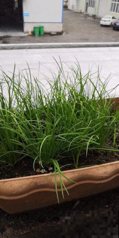 买菜的时候捡了些菜根，回家种土里，家里长出菜园子！