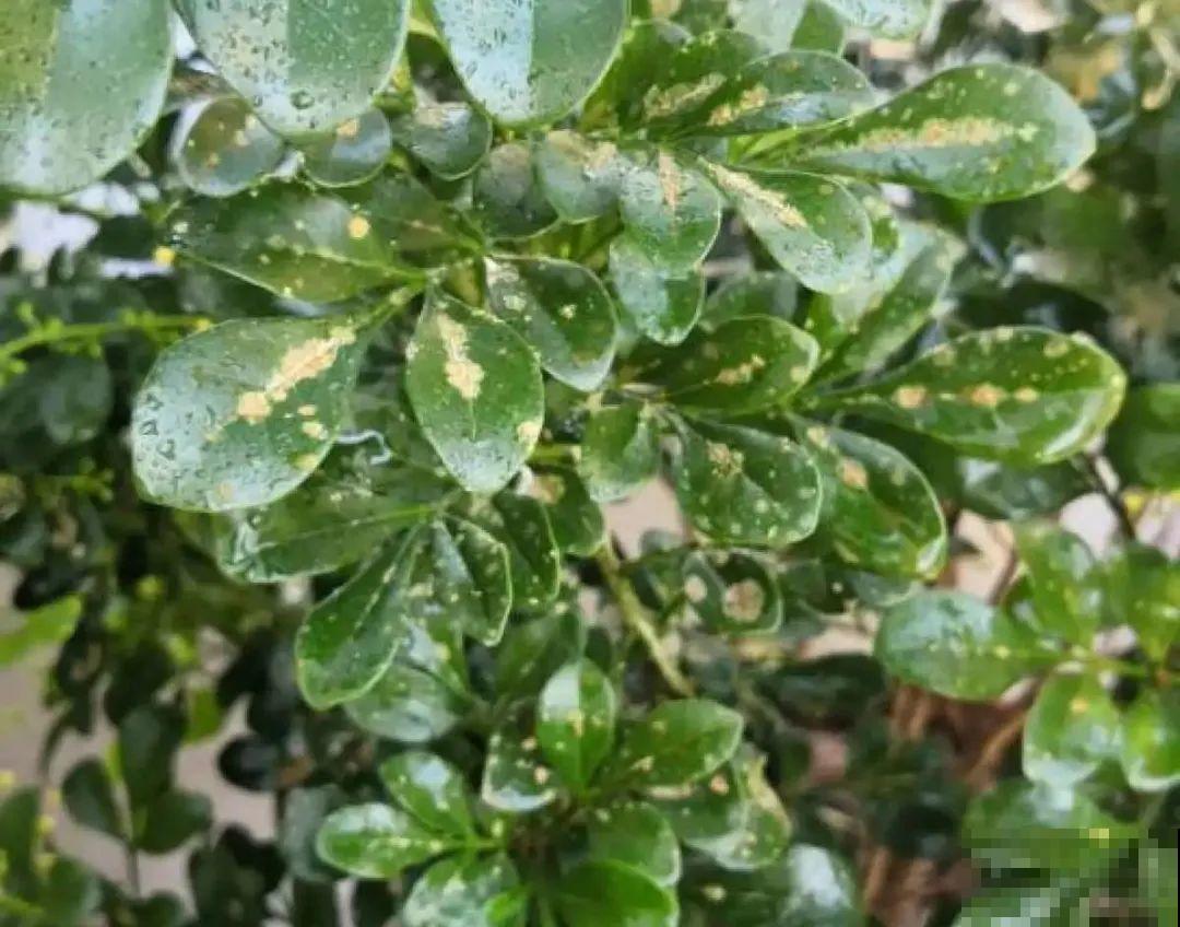 米兰花喜欢喝醋，一个月来一勺，花苞嘟噜噜冒