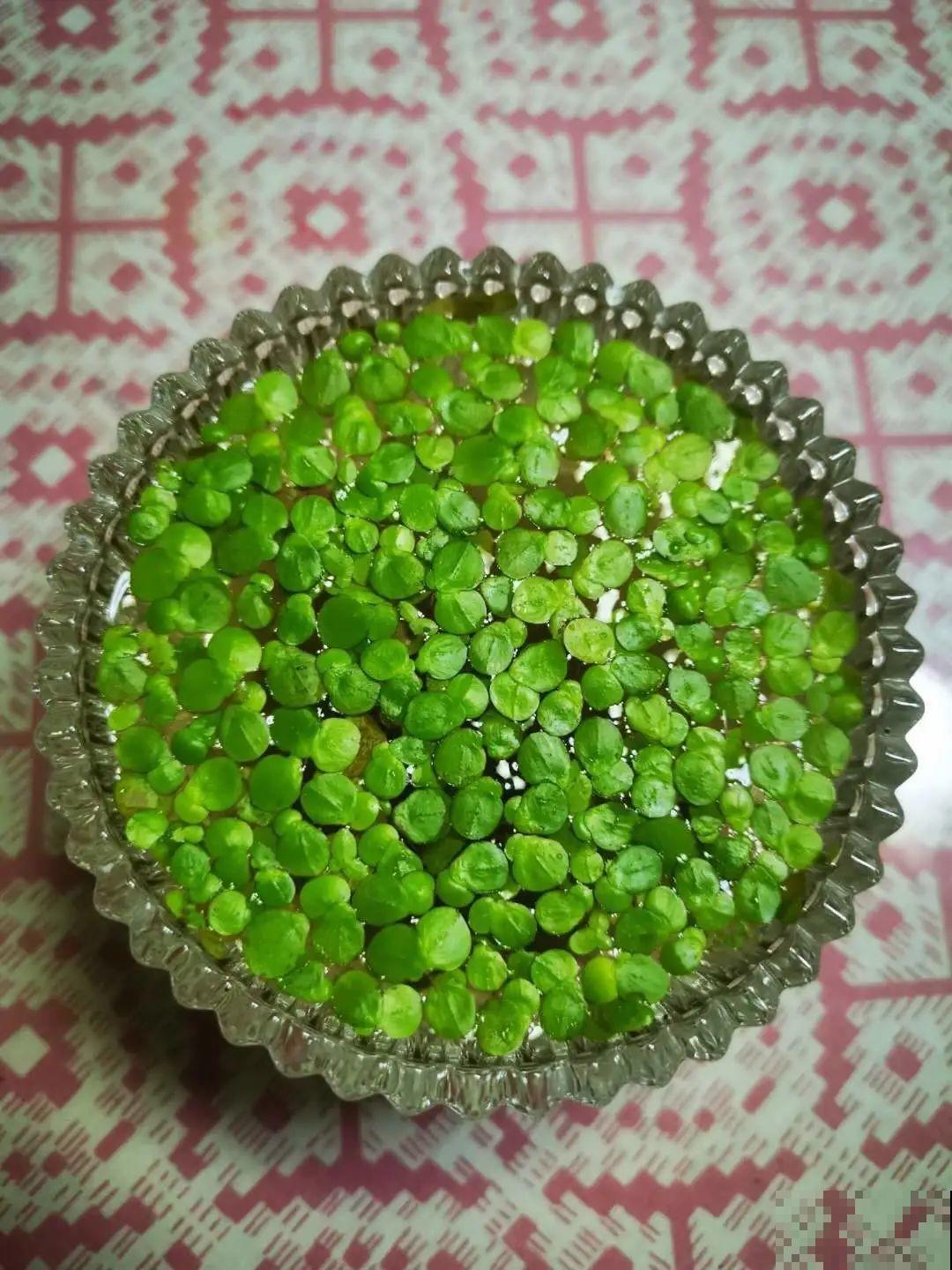 10种花夏天喝水多,多浇水,很快爆满一大缸 10种花夏天喝水多,多浇水,很快爆满一大缸