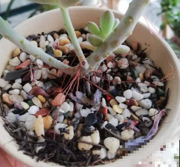 多肉长满白毛须，是个危险信号，要及时处理