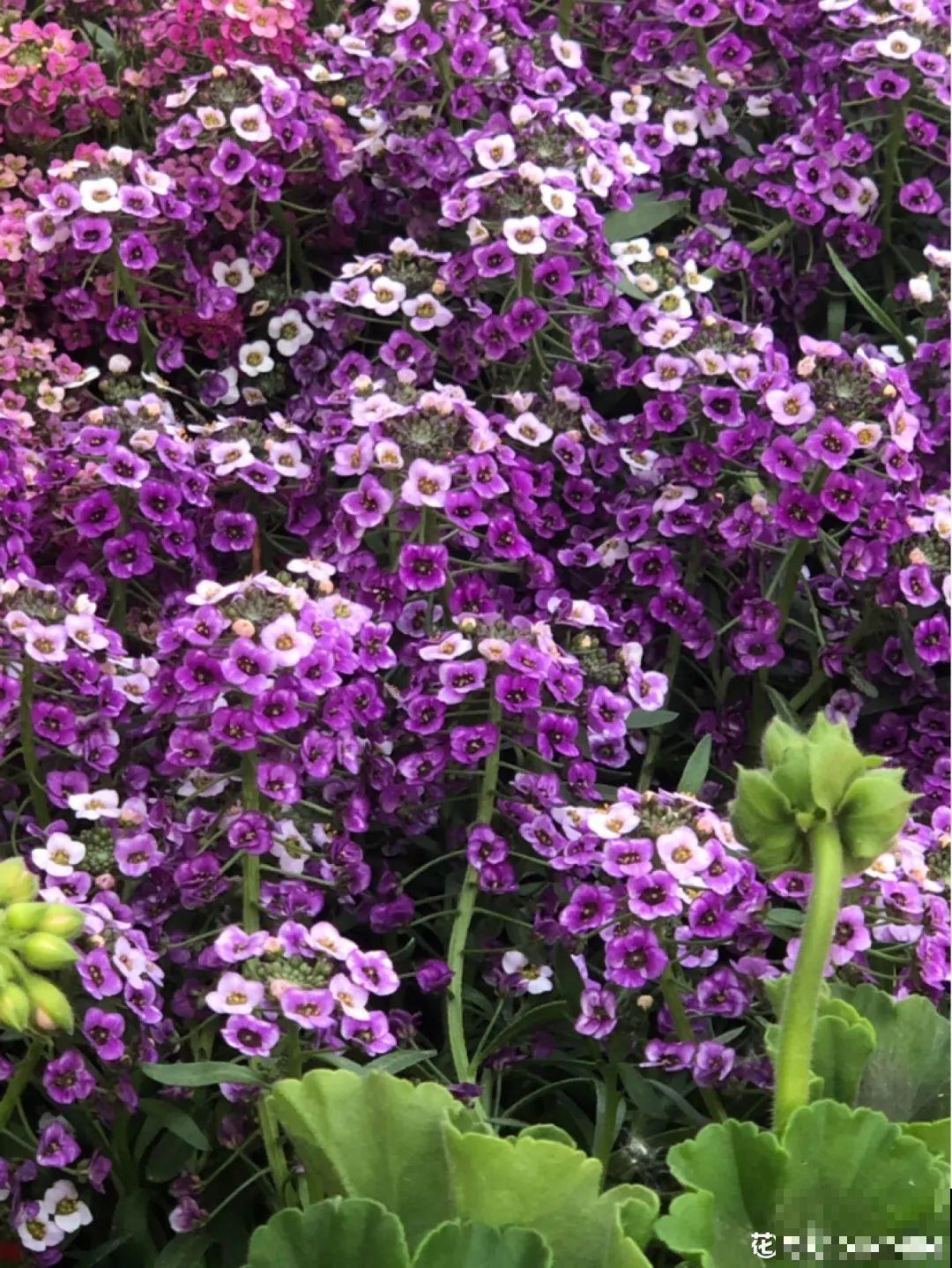 家里养盆“省心”花,自己开花自己结种,不用再买花种了 家里养盆“省心”花,自己开花自己结种,不用再买花种了