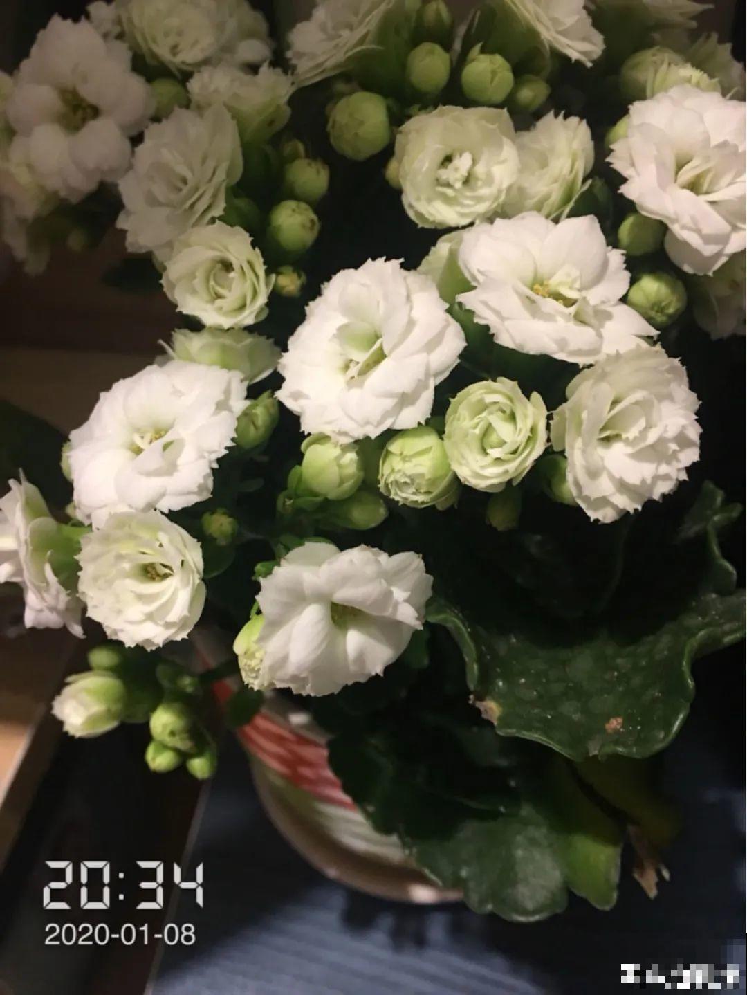 春天养盆绿色花,看着清爽干净,今年一定要养一盆 春天养盆绿色花,看着清爽干净,今年一定要养一盆