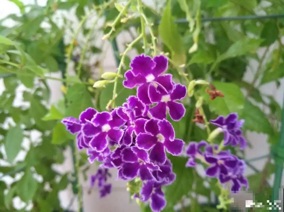 家里养盆香水花,满屋子飘香,还能净化空气 家里养盆香水花,满屋子飘香,还能净化空气