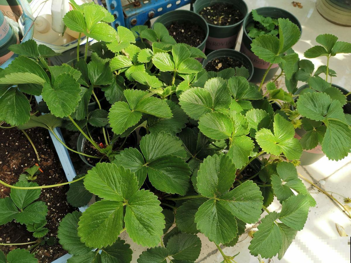 草莓这么养,从播种到结果,包你吃得停不下来! 草莓这么养,从播种到结果,包你吃得停不下来!